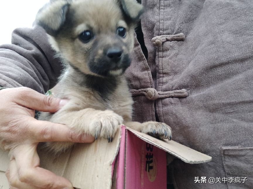 春天来了,这只叫青皮的旺财也来了