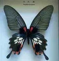 方案速递|生态科普互动展——超级虫子