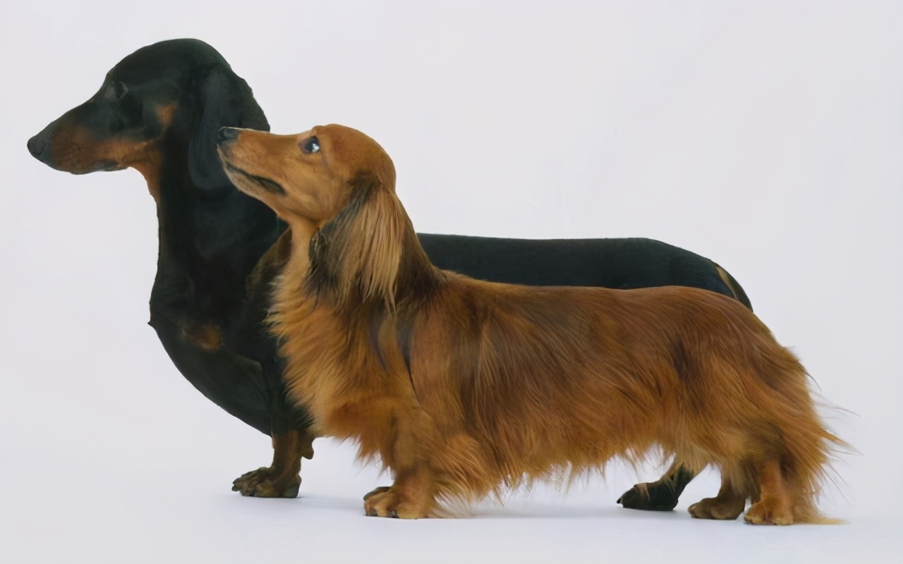 哪种狗适合看家也适合陪伴,适合陪伴老人的狗有哪些品种