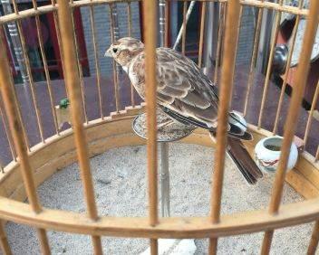 “上了台儿的才叫角儿”，笼鸟之王百灵，请看完这些讲究再考虑养