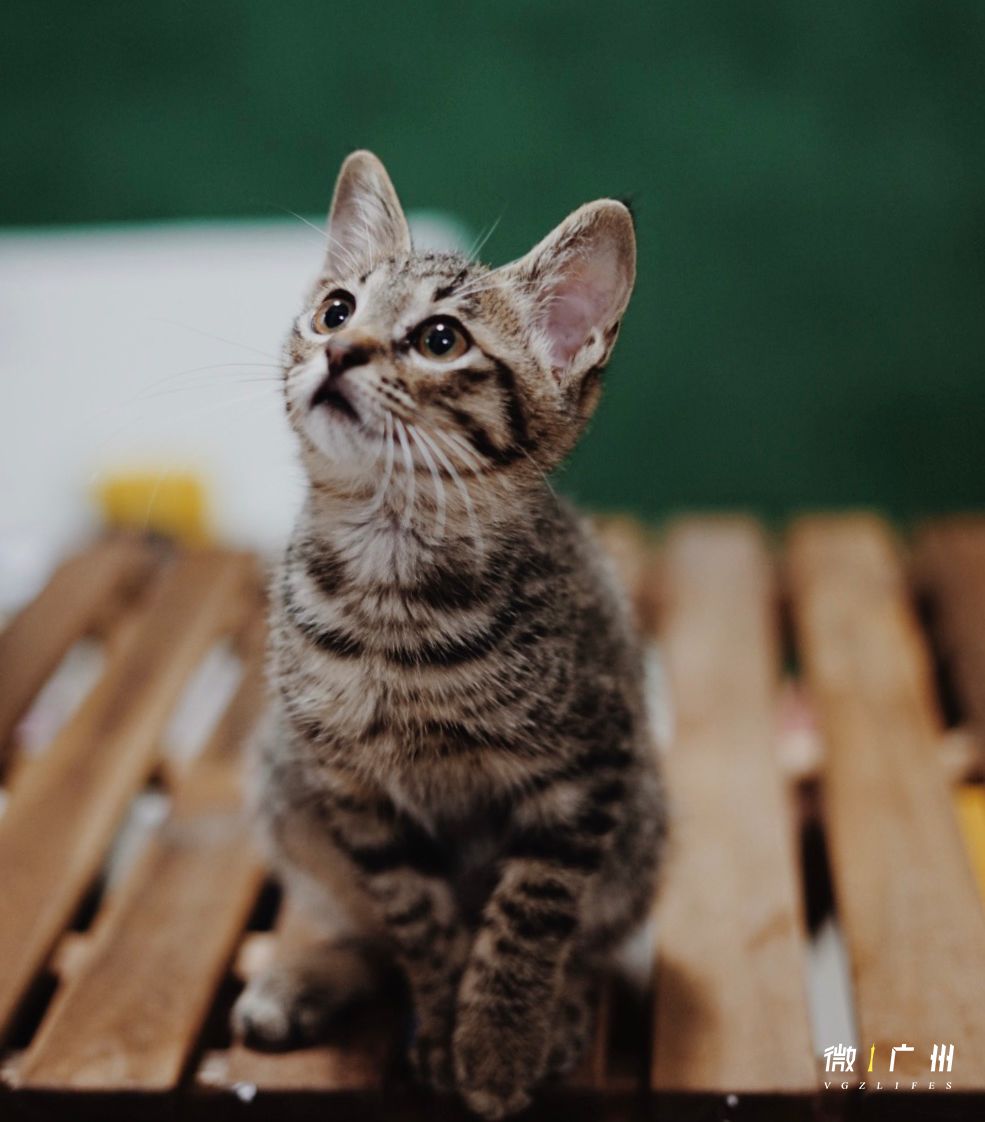 深圳富人日常生活真实记录,在深圳普通人最真实的生活状态