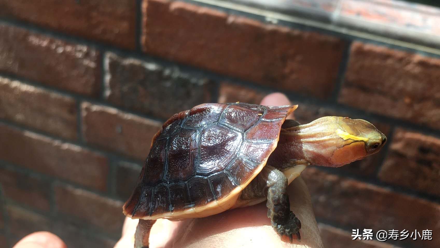 适合新手养的冷水龟,养龟冷水好还是温水好