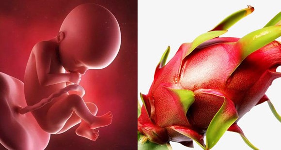 胎儿14个月的10张图片,胎儿1-40周水果对比图