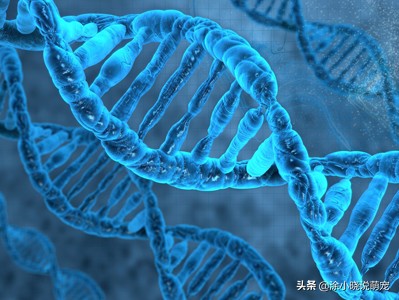 补充微量元素会影响大便吗,补充维生素可以减少猫咪掉毛吗