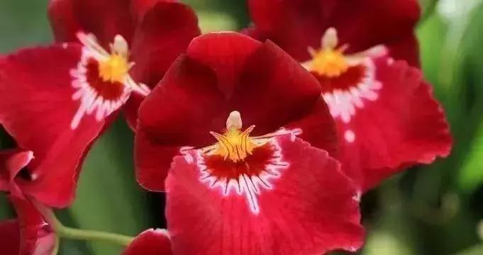 史上最全的兰花鉴赏,兰花品种之精品欣赏