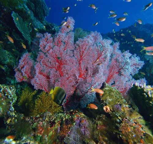 我的爱好之一是的英语,我的爱好之一是弹钢琴用英语怎么说