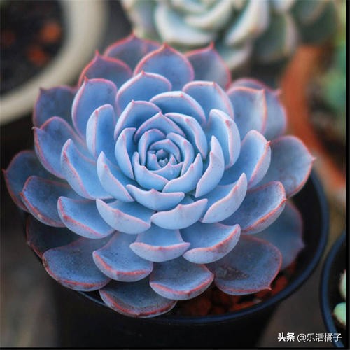 多肉植物蓝石莲有哪些品种,蓝石莲和石莲花是一个品种吗