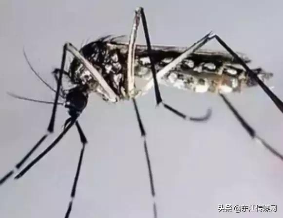 夏天最爱登门拜访惠州人的虫子，满屏全都是惊吓