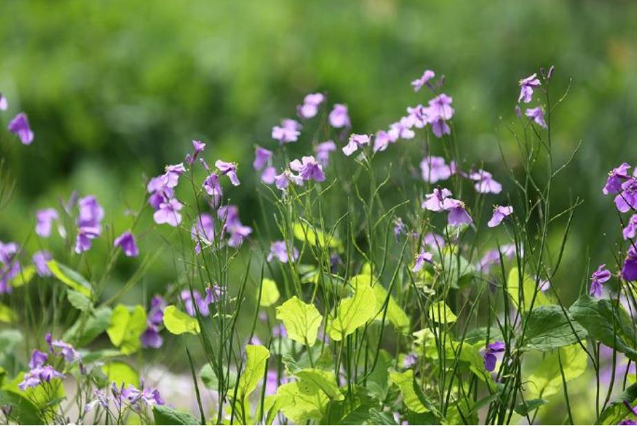 十首写春天的诗,十二首春词