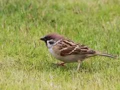 你是不是正宗武威人，一句话就能证明