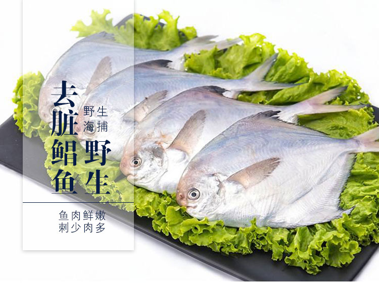 银鲳鱼的冷知识,银鲳鱼科普大全