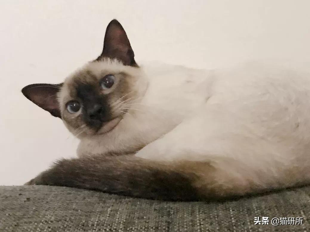 猫咪的花纹是怎么长出来的,猫咪身上的花纹有多奇葩