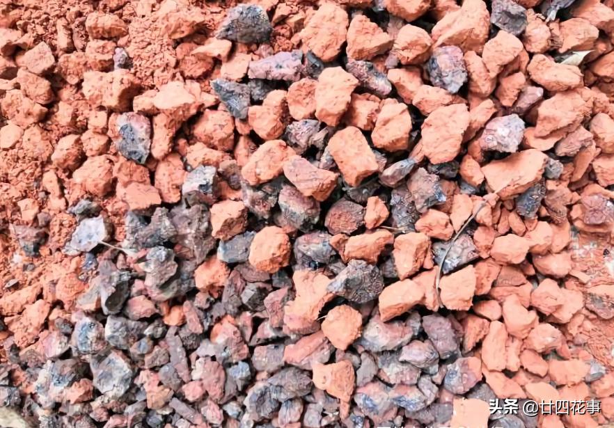 君子兰换盆的土是什么样子,君子兰换盆怎样使根系发达