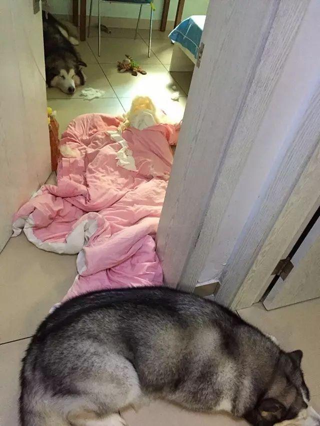 狗狗独自在家能待5天会怎样,每次狗狗自己在家都在想些什么呢