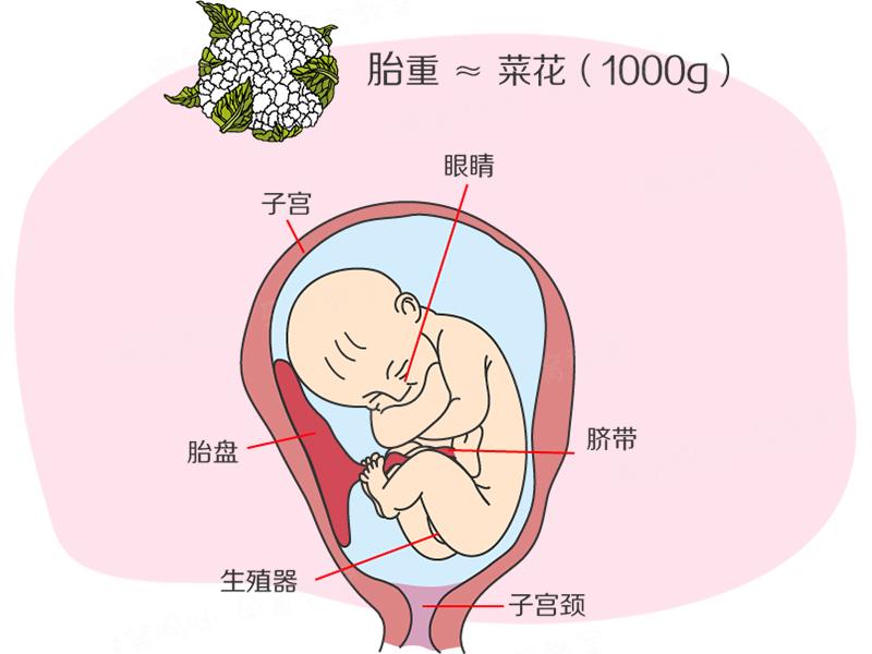 孕期第39周应该做什么,怀孕30周怎么观察胎动正常