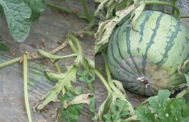 西瓜菌核病最有效的治疗方法,西瓜菌核病图片大全
