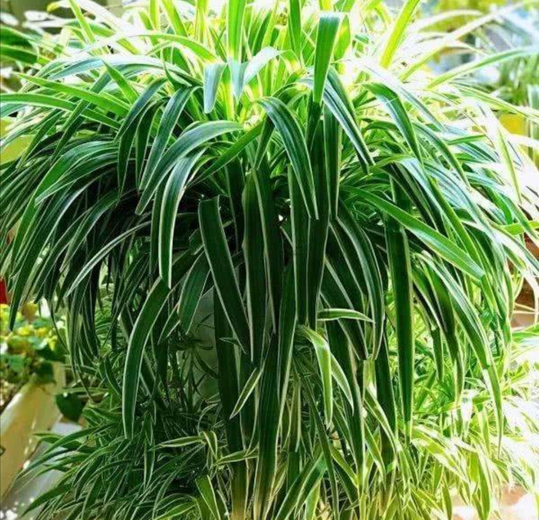 室内适合养的18种植物图片,室内客厅适合养的18种植物