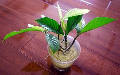 水培栀子花怎么养才开花,栀子花用水培正确养法