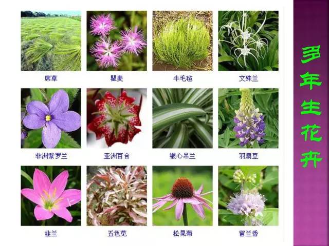 花卉大全500种观叶植物名称,1332种常见花卉植物图谱