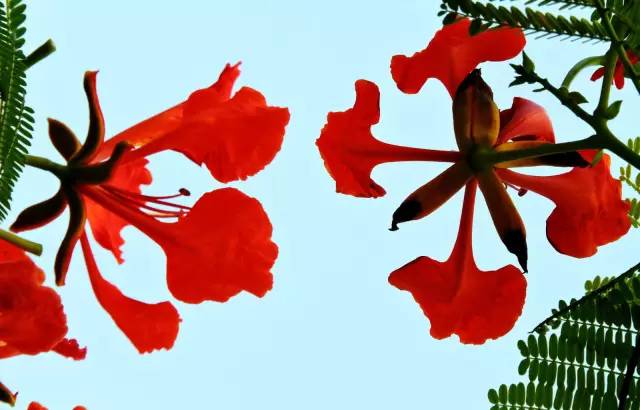 毕业季的凤凰花和栀子花,毕业季凤凰花开的时候