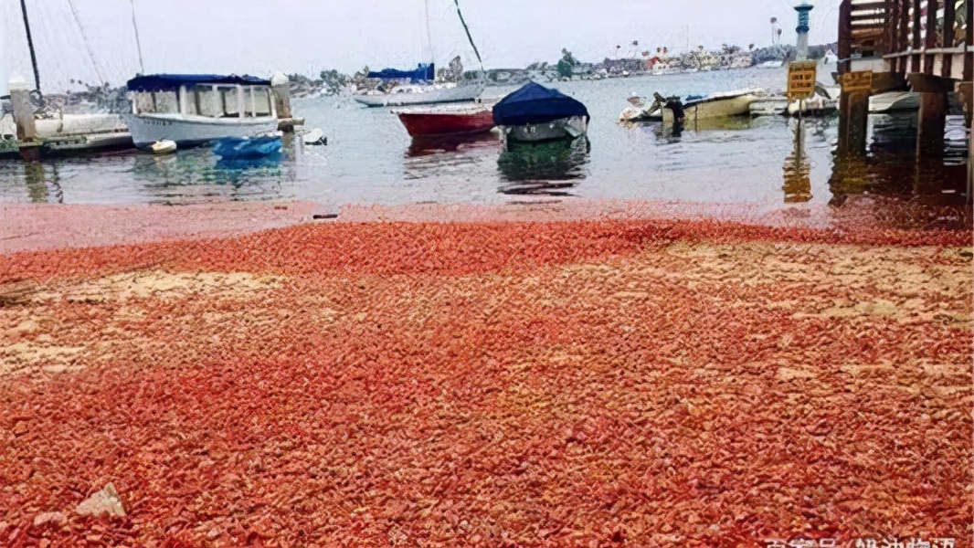 中国拒收印度虾,中国进口印度大虾
