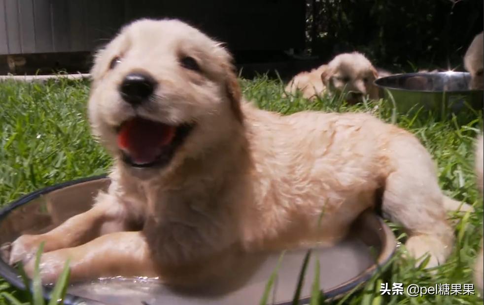 夏天快到了，狗狗中暑怎么办？这三点中暑知识需要你了解！