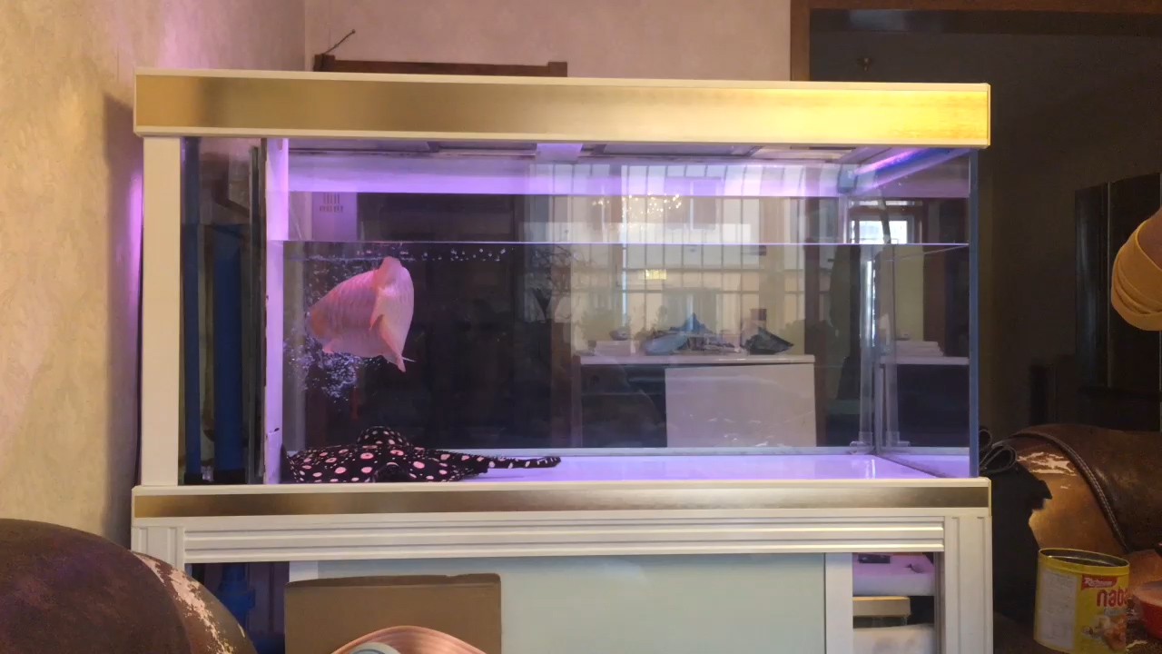 龙鱼为什么不能盐水养龙,养龙龟的常识