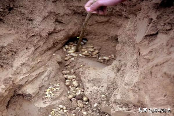 大豆黄了！你肯定还记得这些豆地里的“豆逼”趣事