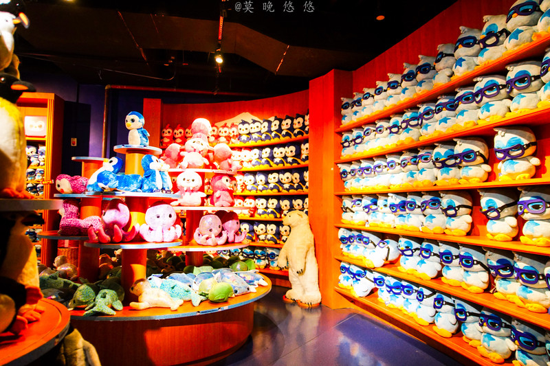 海洋极地海洋世界攻略,正佳极地海洋世界白鲸海象