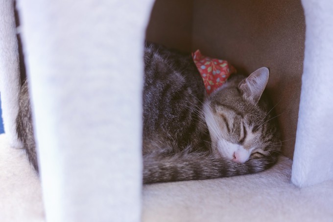 伏见稻荷大社怎么去清水寺,伏见稻荷大社到清水寺远吗