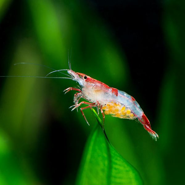黄金米虾饲养教学,宽背黄金米虾饲养视频