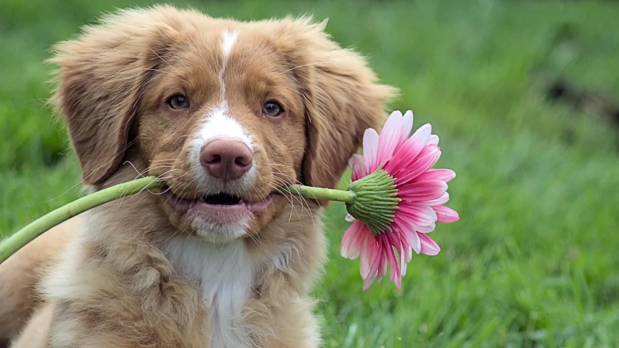 狗狗脚臭怎么办才能根除,狗狗脚臭怎么办小妙招