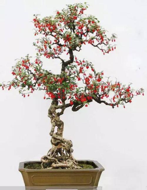 枸杞苗盆景如何养成老桩,枸杞盆景栽培方法