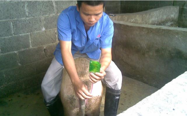 怎样理解阴户黏草配种刚好