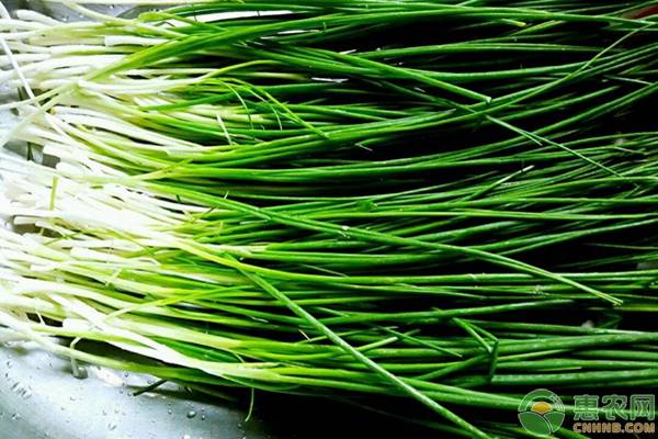 蔬菜种植什么最赚钱,农业种植哪种蔬菜最好赚钱