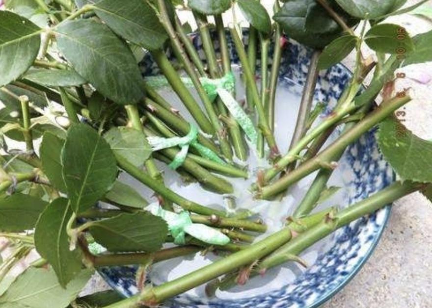 养花小妙招让它快速生根杀虫,养花万能肥料和营养液