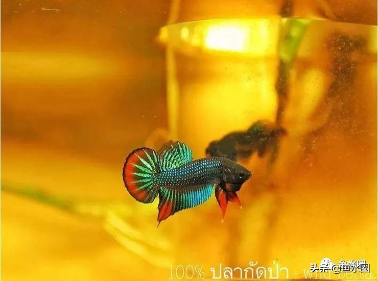 泰国斗鱼和中国斗鱼的杂交品种,中国斗鱼与泰国斗鱼哪个更厉害
