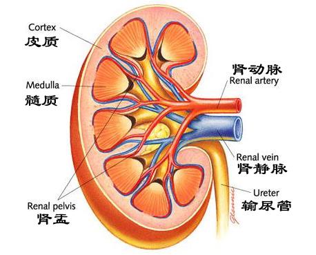肾炎为什么导致水钠潴留,水钠潴留导致的原因