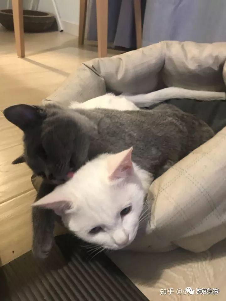 养品种猫的好处,土猫可以和品种猫配吗