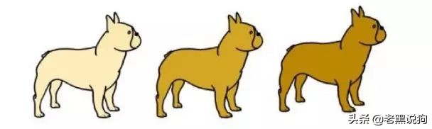 蓝法斗长大后毛色变化,国际认可纯种法斗毛色