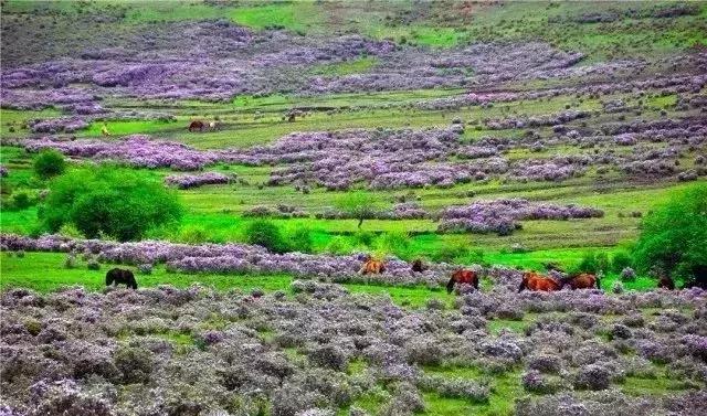 去兰坪旅游值得逛的地方,去了一次就喜欢的城市
