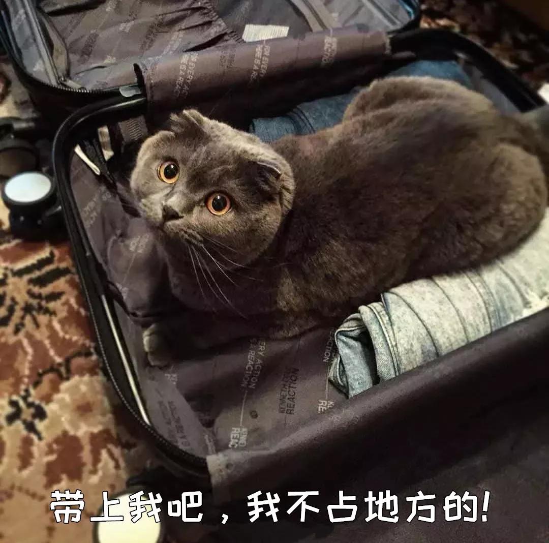 猫咪害怕雷声怎么处理,猫咪为什么怕鞭炮声