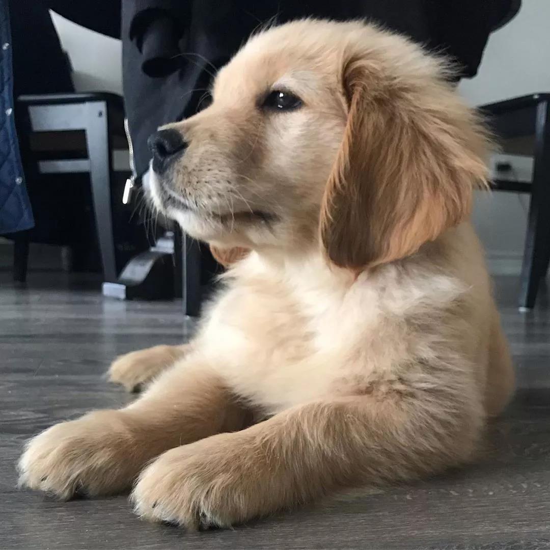 那个推荐我养金毛的人，你出来一下