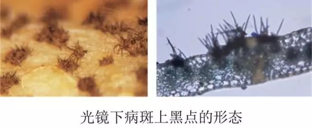 草莓炭疽病怎么治比较好?,草莓炭疽病根腐病治疗组合药剂