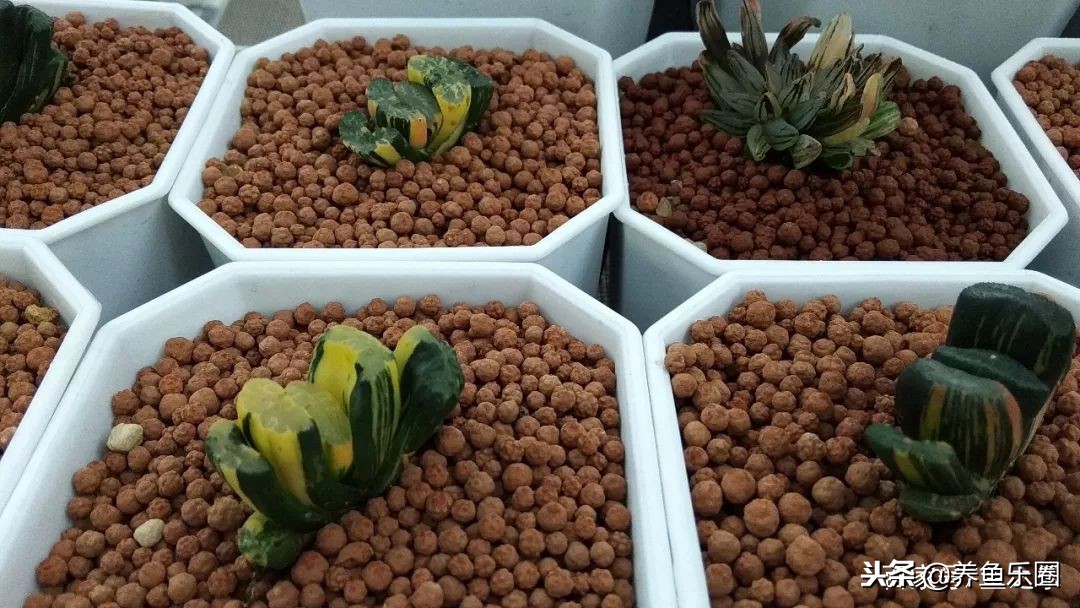 这位土豪家的渔场，光滤材就花了500多万，你确定不要见识一下？