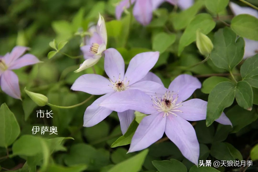 10元3棵铁线莲苗多色,铁线莲苗圃视频