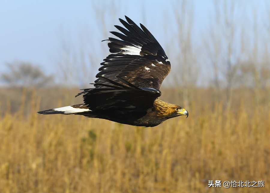 草原杀手,草原杀手视频