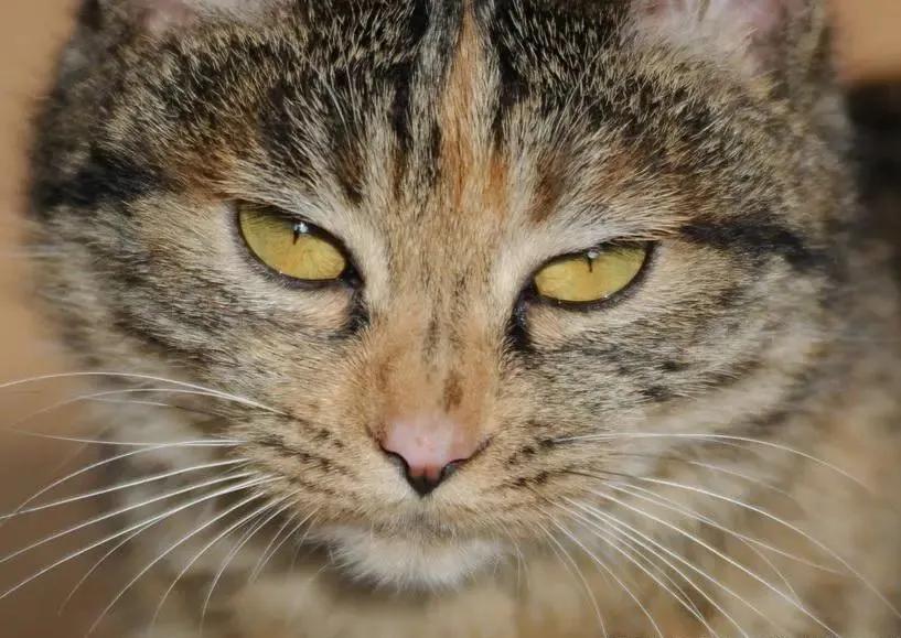 cfa赛级猫狸花猫,cfa认可狸花猫吗