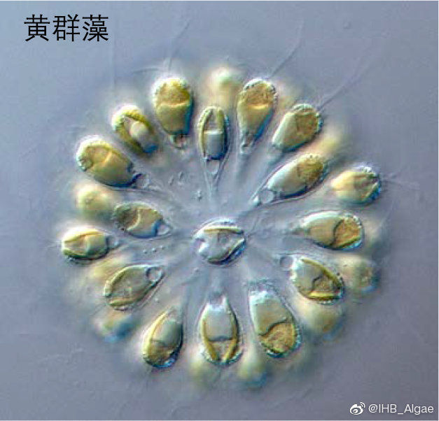 什么是藻类,什么是藻类图片