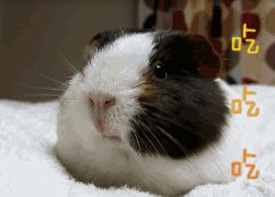 你了解豚鼠吗,豚鼠最大的缺点是什么